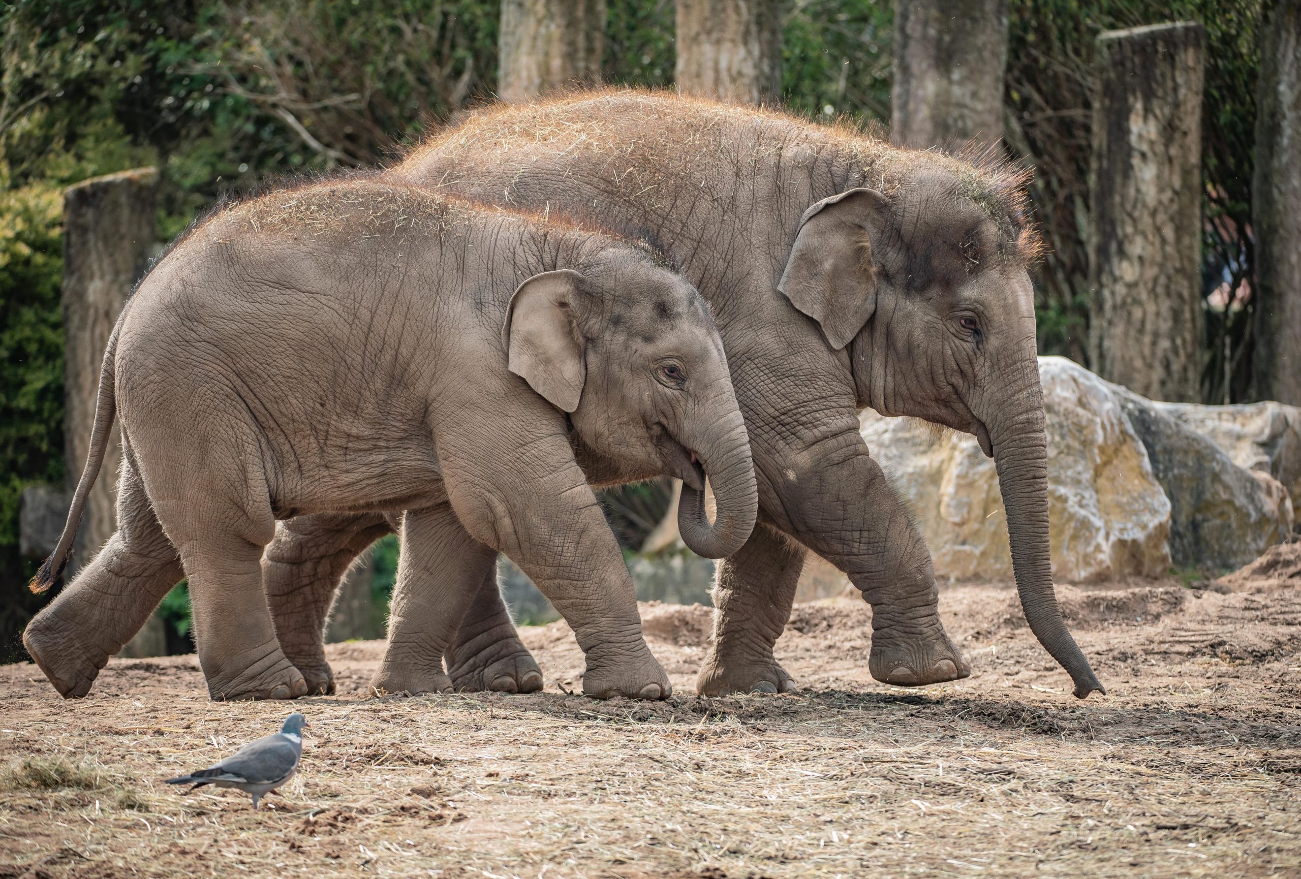 Asian elephant calves
